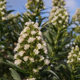 Echium giganteum